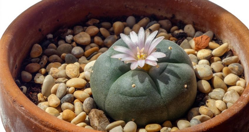 Cultivating peyote illegal under California HS 11363 law
